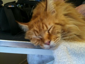 maine coon asleep while being groomed